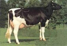 kayalar gayrimenkul emlak inþ. damýzlýk düve ve süt üretim çiftliði ltd.þti.